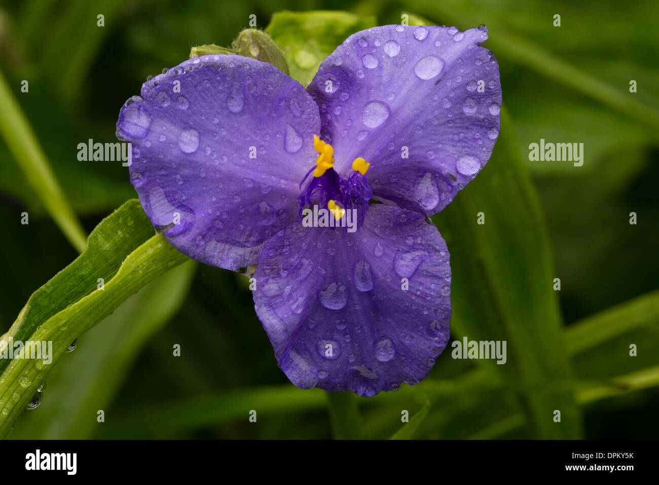 Virginia spiderwort, Tradescantia virginiana // éphémère de Virginie, Tradescantia x andersoniana Foto Stock