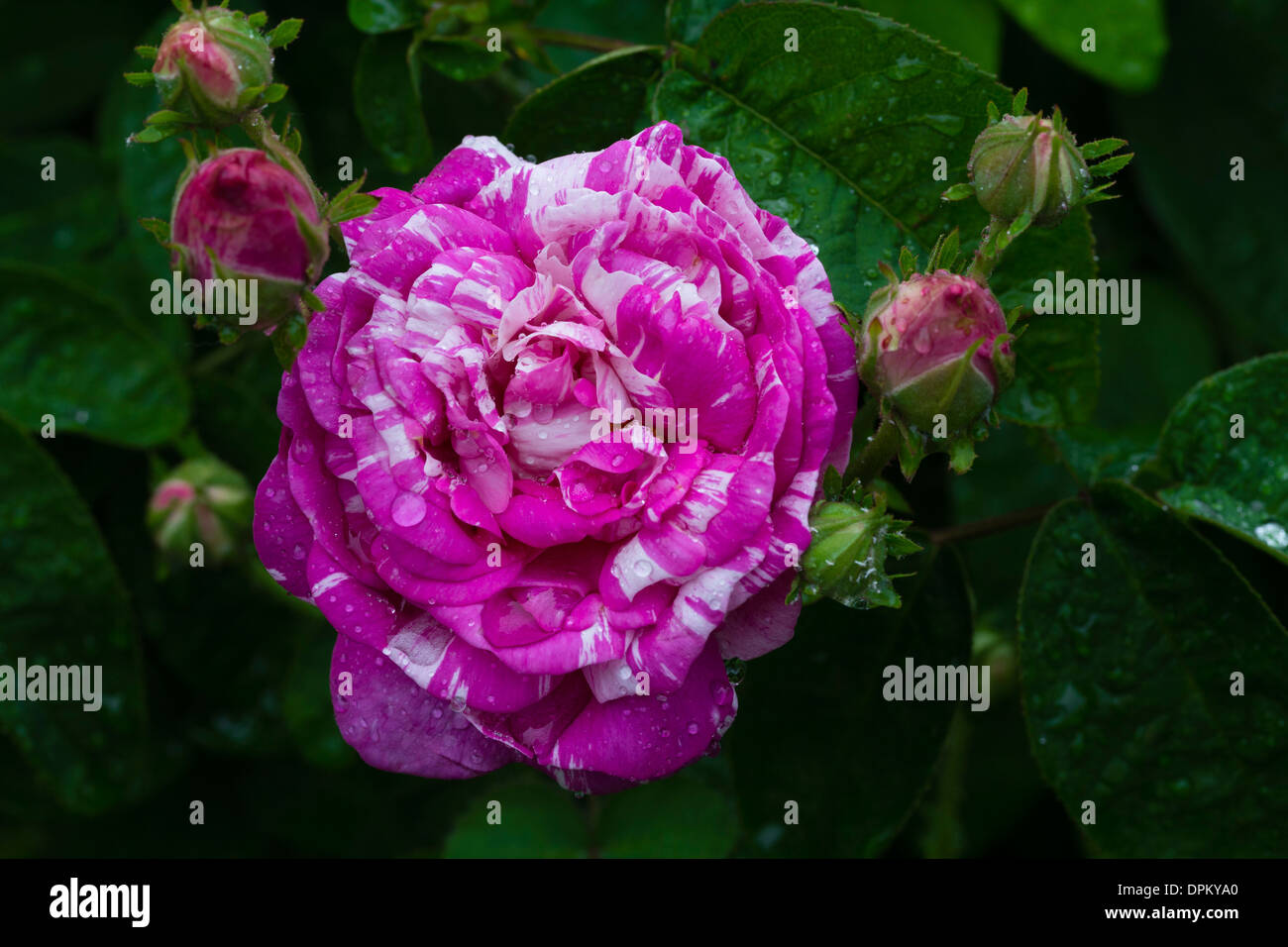 Rose 'camaieu' = 'Camaieux' Foto Stock