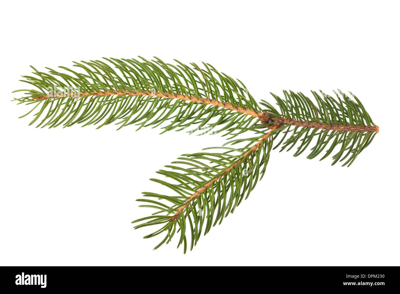 Ramo di pino isolato su bianco Foto Stock