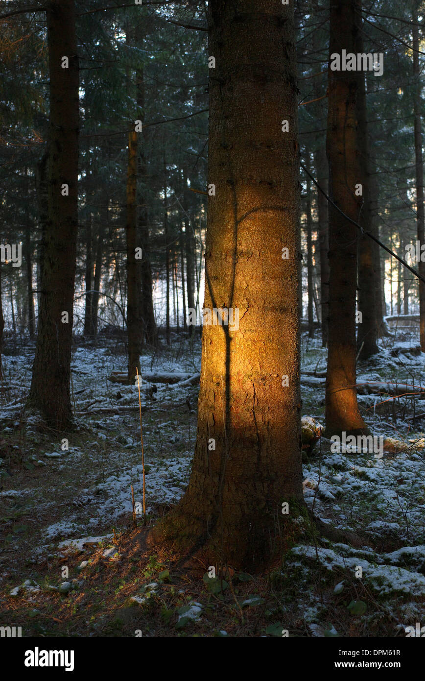 Estone di paesaggio forestale nel gennaio vicino a Tartu UE Foto Stock