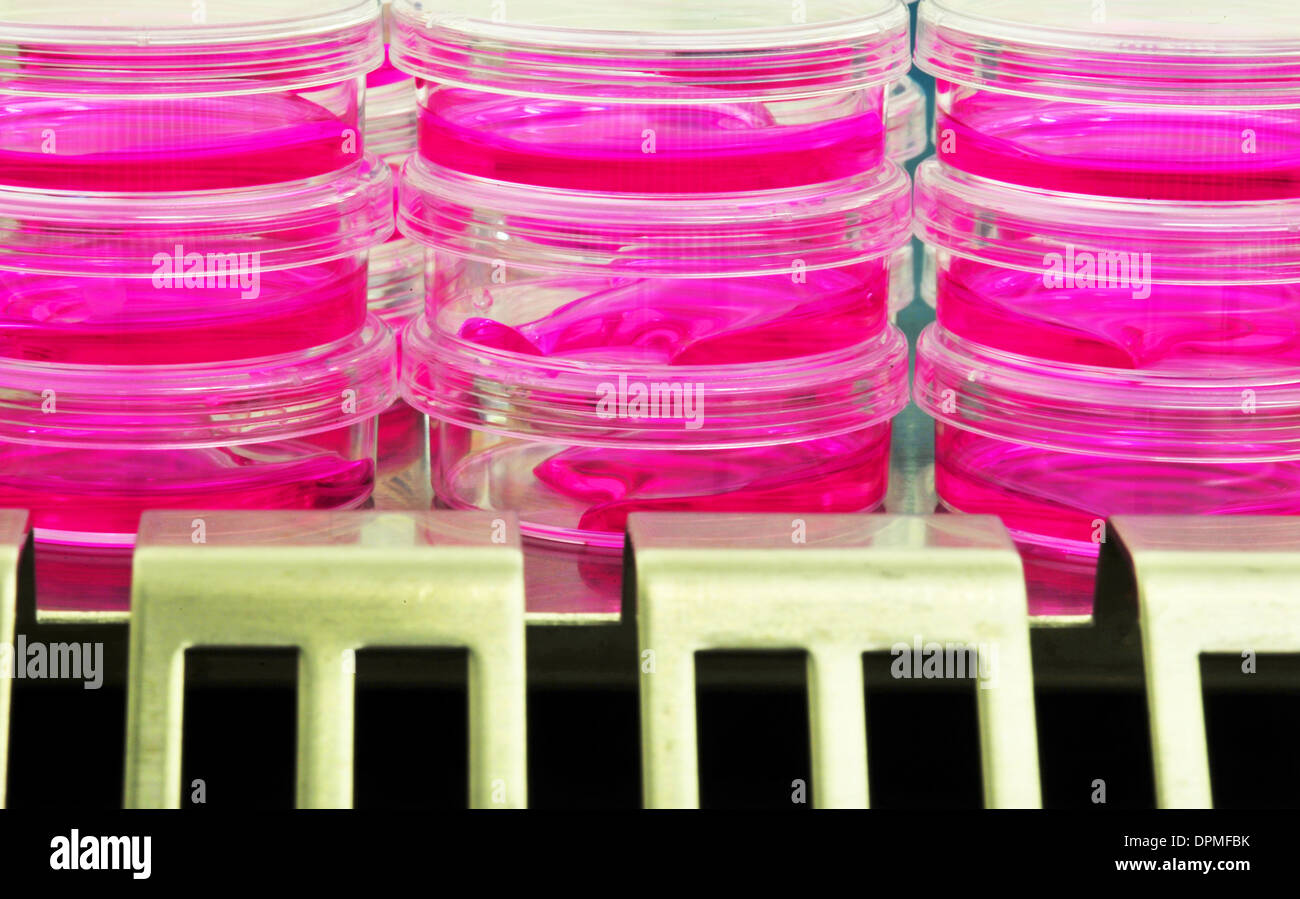 capsule di Petri Foto Stock