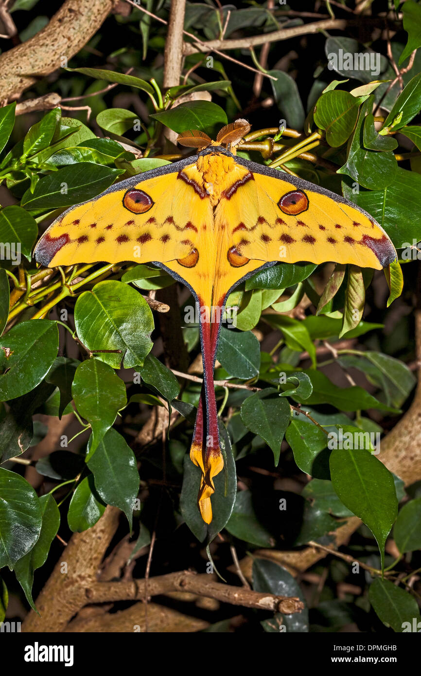 Maschio falena cometa o Madagascan Luna Moth Foto Stock