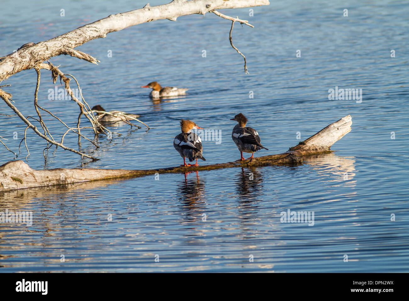 Common Merganser femmina (Mergus merganser) femmina in appoggio sul driftwood sul fiume Bow a Johnson Isola, Alberta, Canada Foto Stock