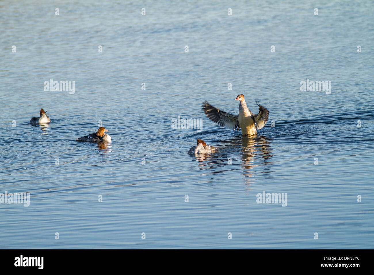 Common Merganser femmina (Mergus merganser) femmine alimentazione e ali di asciugatura sul fiume Bow a Johnson Isola, Alberta, Canada Foto Stock
