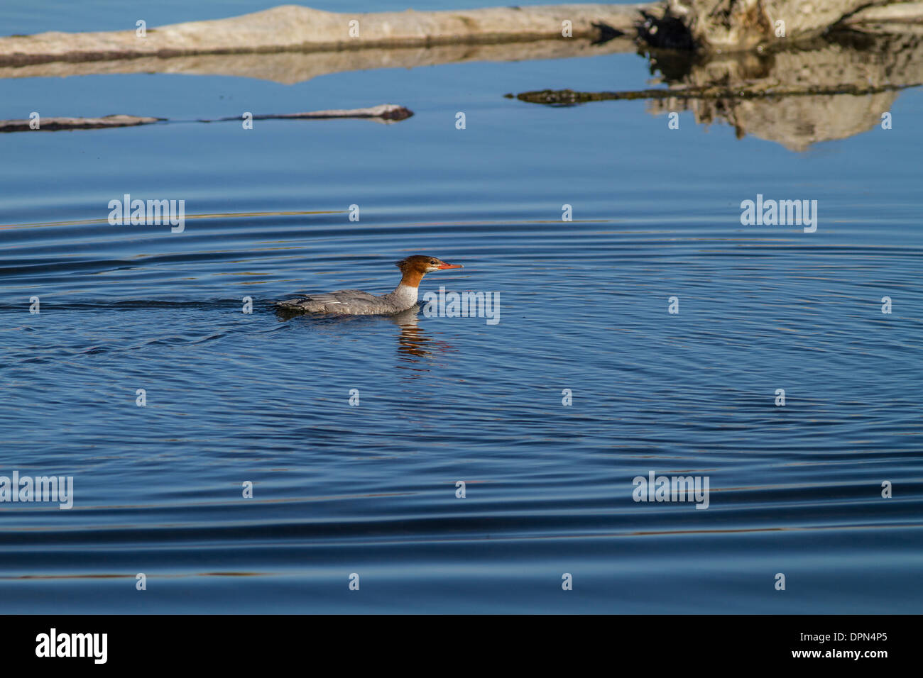 Common Merganser femmina (Mergus merganser) nuoto femminile sul fiume Bow a Johnson Isola, Alberta, Canada Foto Stock