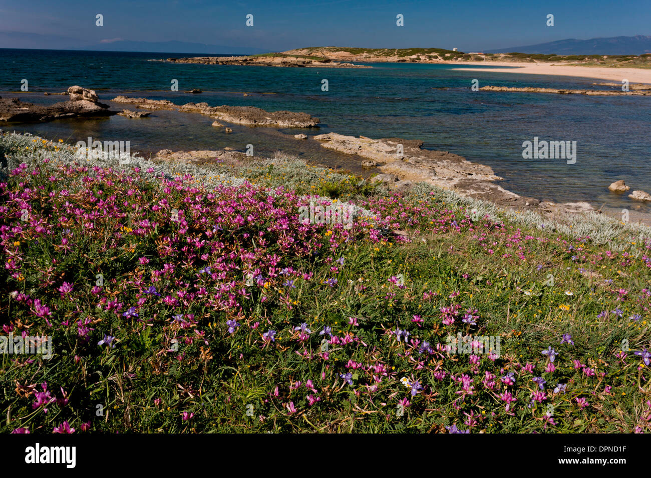 Fiorito di habitat costieri, compresi cluster di the, Hedysarum glomeratum in fiore nella penisola del Sinis, Sardegna, Italia. Foto Stock