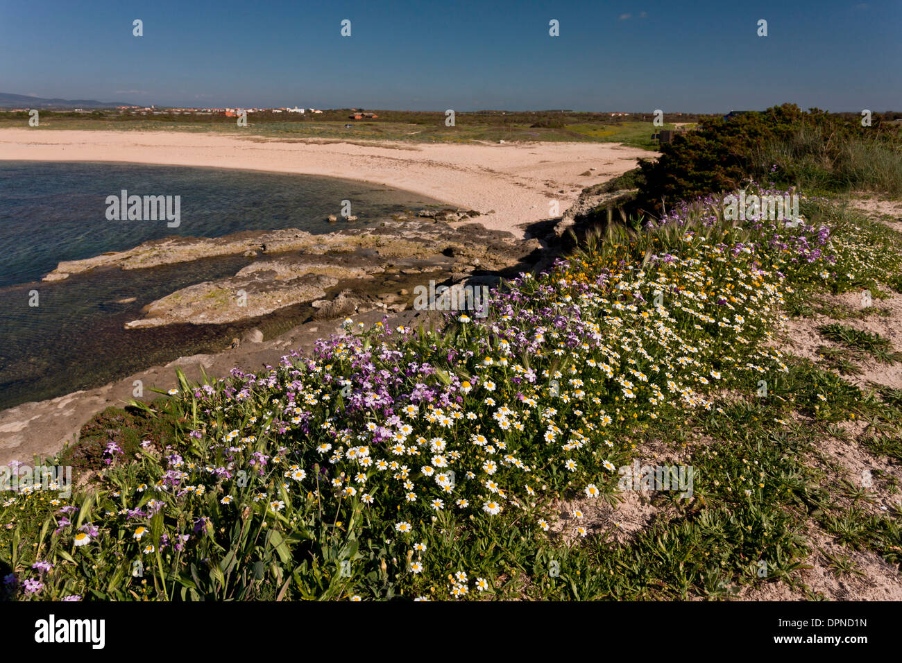 La costa ovest della Sardegna nella penisola del Sinis in primavera, con masse di fiori tra cui le scorte e un mare mayweed. L'Italia. Foto Stock