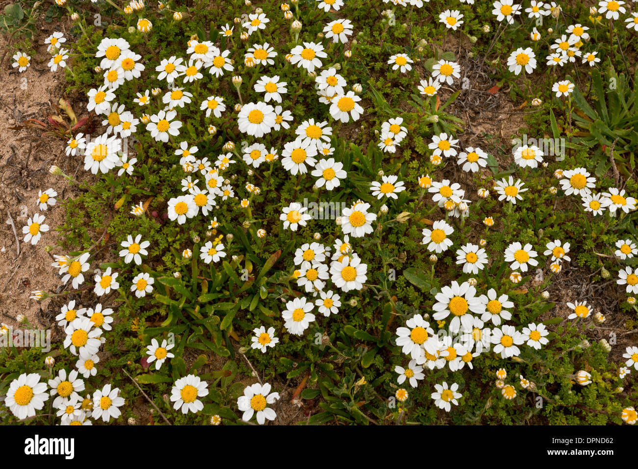 Un mare mayweed, Anthemis maritima sulla costa della Sardegna, Italia. Foto Stock