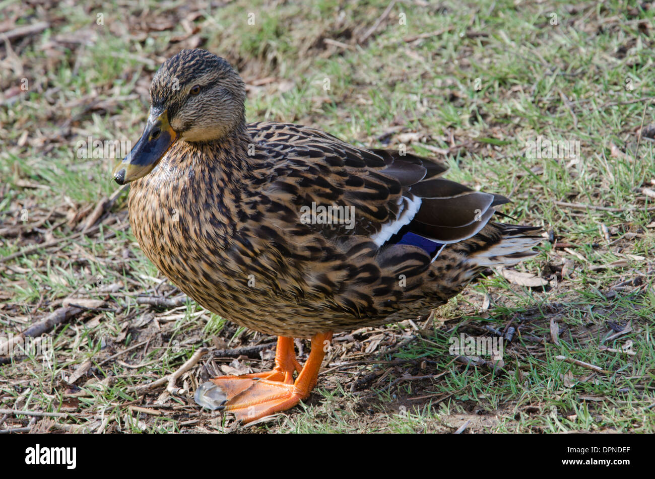 Una femmina di Mallard duck agghiaccianti sulla riva di Elterwater nel distretto del lago, Cumbria, Inghilterra. Foto Stock