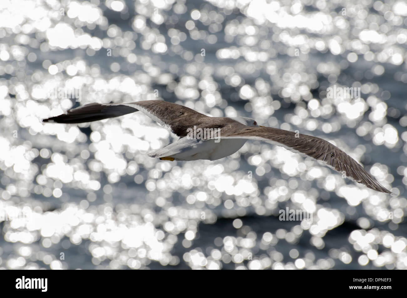 Un grande nero-backed seagull scorrevolezza dalla barca nel Canale della Manica in una calda serata estiva. Foto Stock