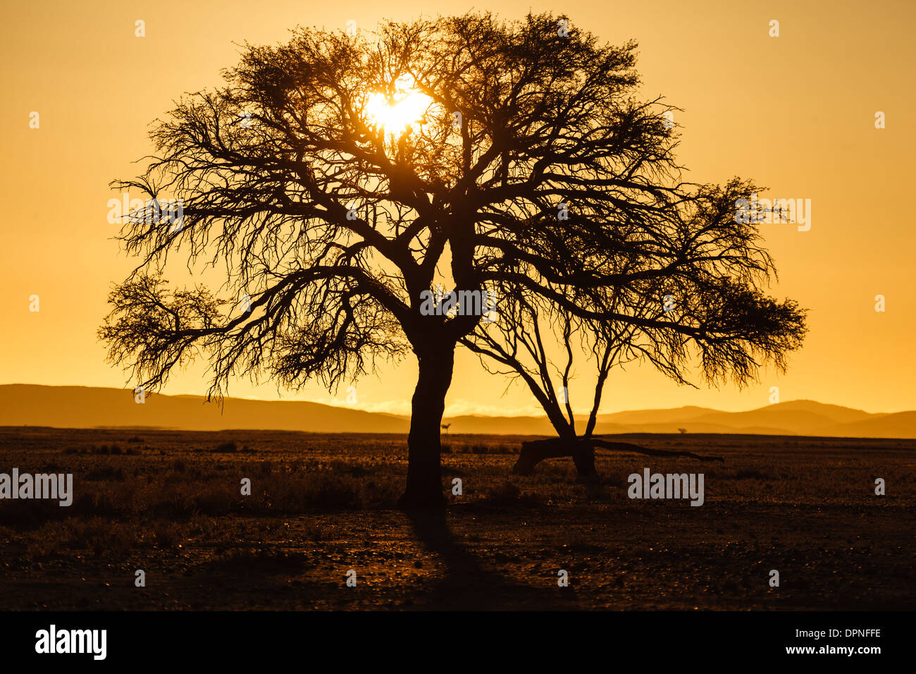 L'alba dipinge il paesaggio con un bagliore dorato che forma un albero di acacia nel Namib-Naukluft National Park, Namibia Foto Stock