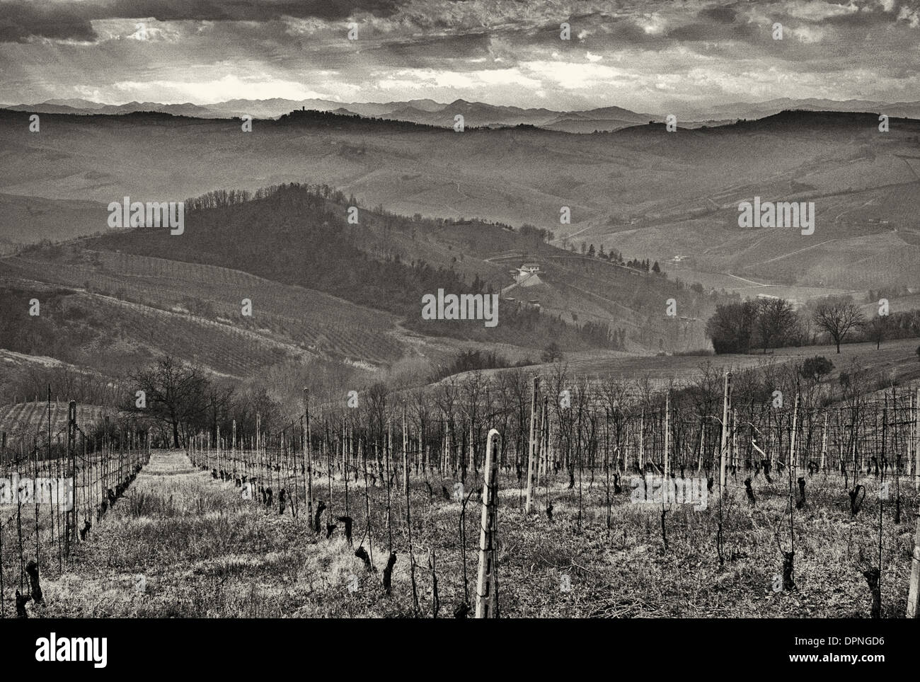 Appennino Ancarini vigneto vino passito vigna sulla Strada dei Vini e Sapori Strada del Vino in Emilia Romagna Foto Stock