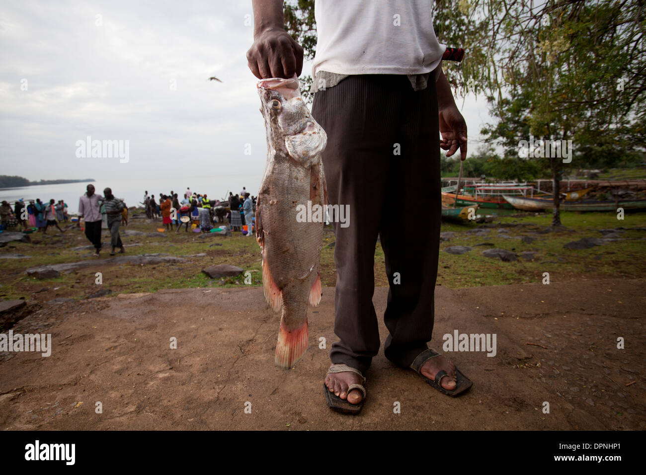 Uomo con pesce persico del Nilo (ritardatari niloticus) Kisumu, il lago Victoria, Kenya Foto Stock