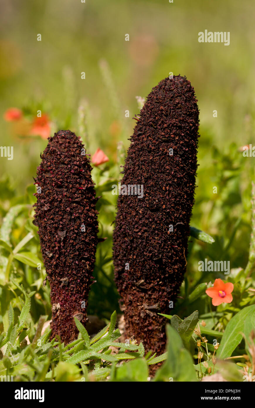 Il Maltese del fungo o deserto pollice, Cynomorium coccineum var. coccineum; parassiti di piante fiorite, Foto Stock