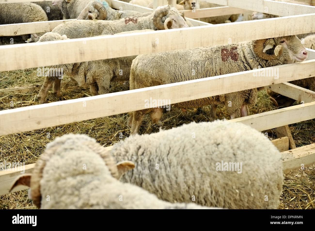 Diverse le pecore all'interno di un allevamento di pecore in una fiera agricola Foto Stock