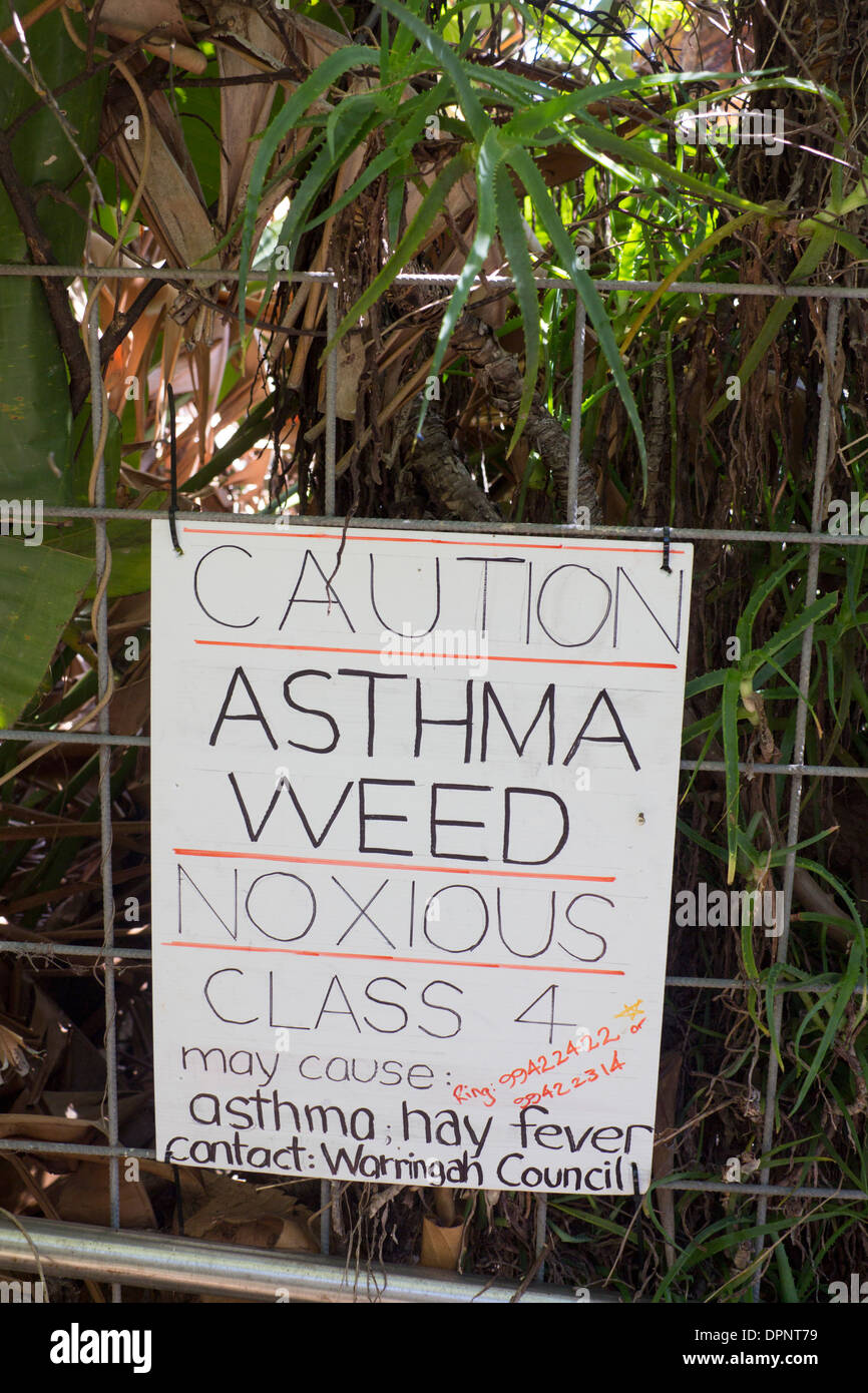 Segno avvisa della presenza di 'l'asma weed' di Parietaria judaica altamente allergenico pianta Sydney New South Wales AUSTRALIA Foto Stock