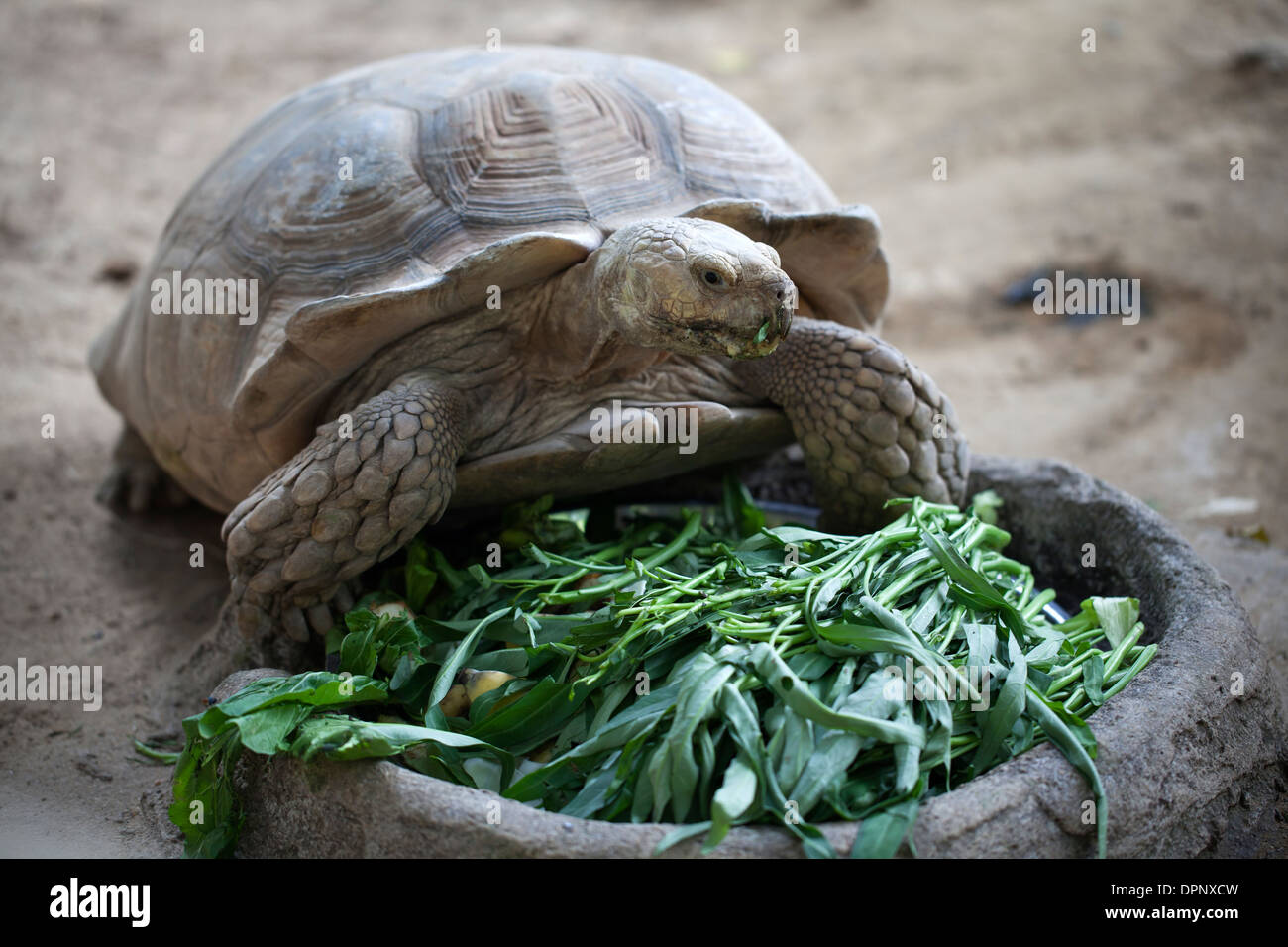 Aldabra Tartaruga Zoo di Dusit di Bangkok Foto Stock