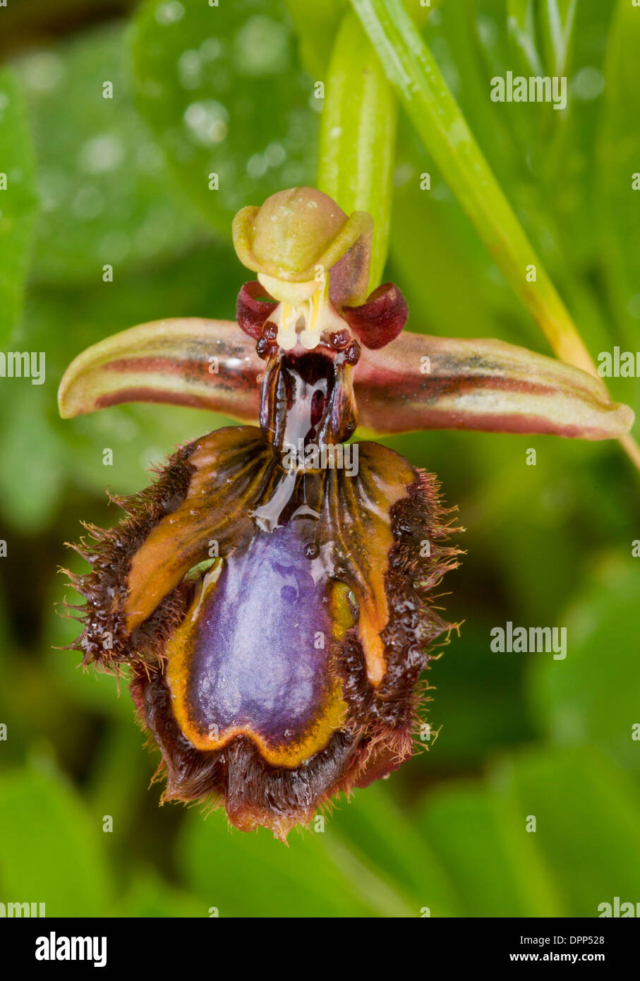 Specchio Orchid, Ophrys speculum, ravvicinata di un unico fiore. Sardegna Foto Stock