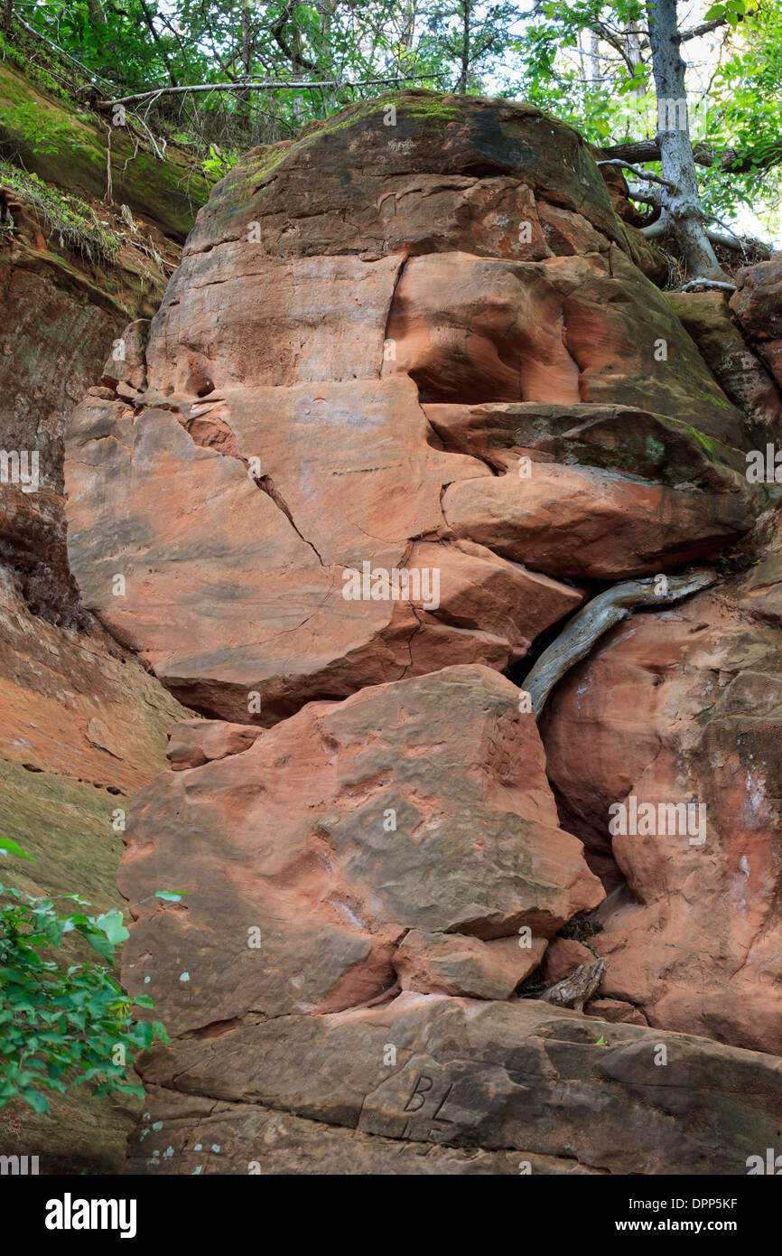 Ritorto e radici di alberi che crescono sulle rocce sulle pareti del canyon in Oklahoma il Red Rock Canyon State Park. Foto Stock