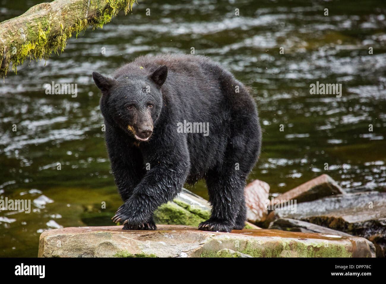 Black Bear in Alaska, STATI UNITI D'AMERICA Foto Stock