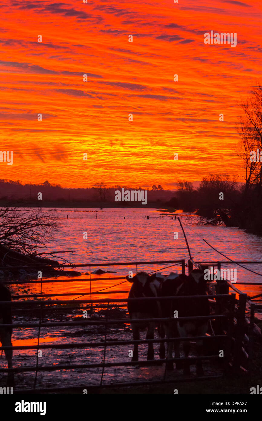 Tramonto sull'allagato Somerset livelli a Glastonbury con mucche intrappolati nel loro recinto dalle acque. Foto Stock