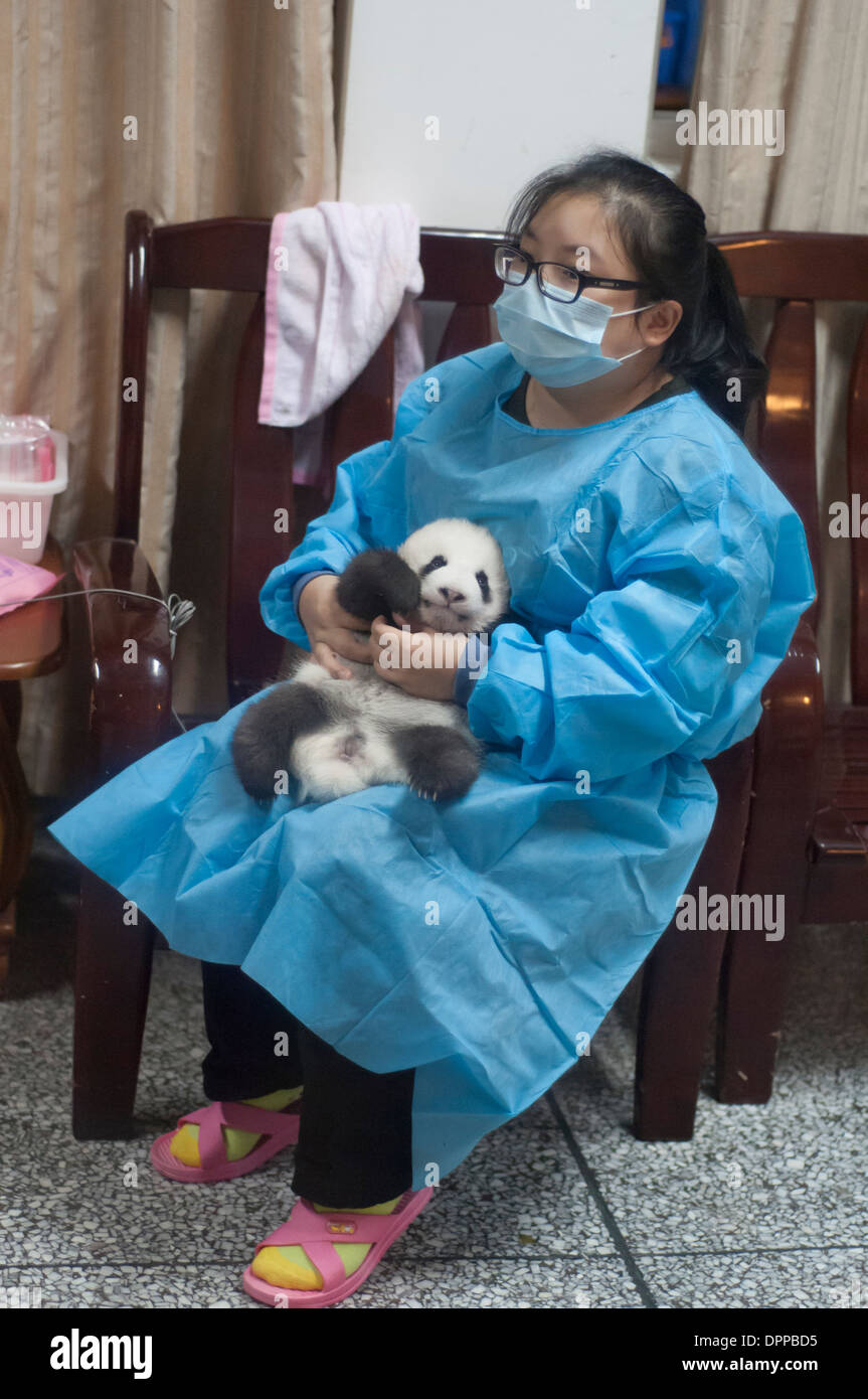 Vivaio di incubazione presso il panda gigante allevamento Base di ricerca a Chengdu Sichuan, Cina Foto Stock
