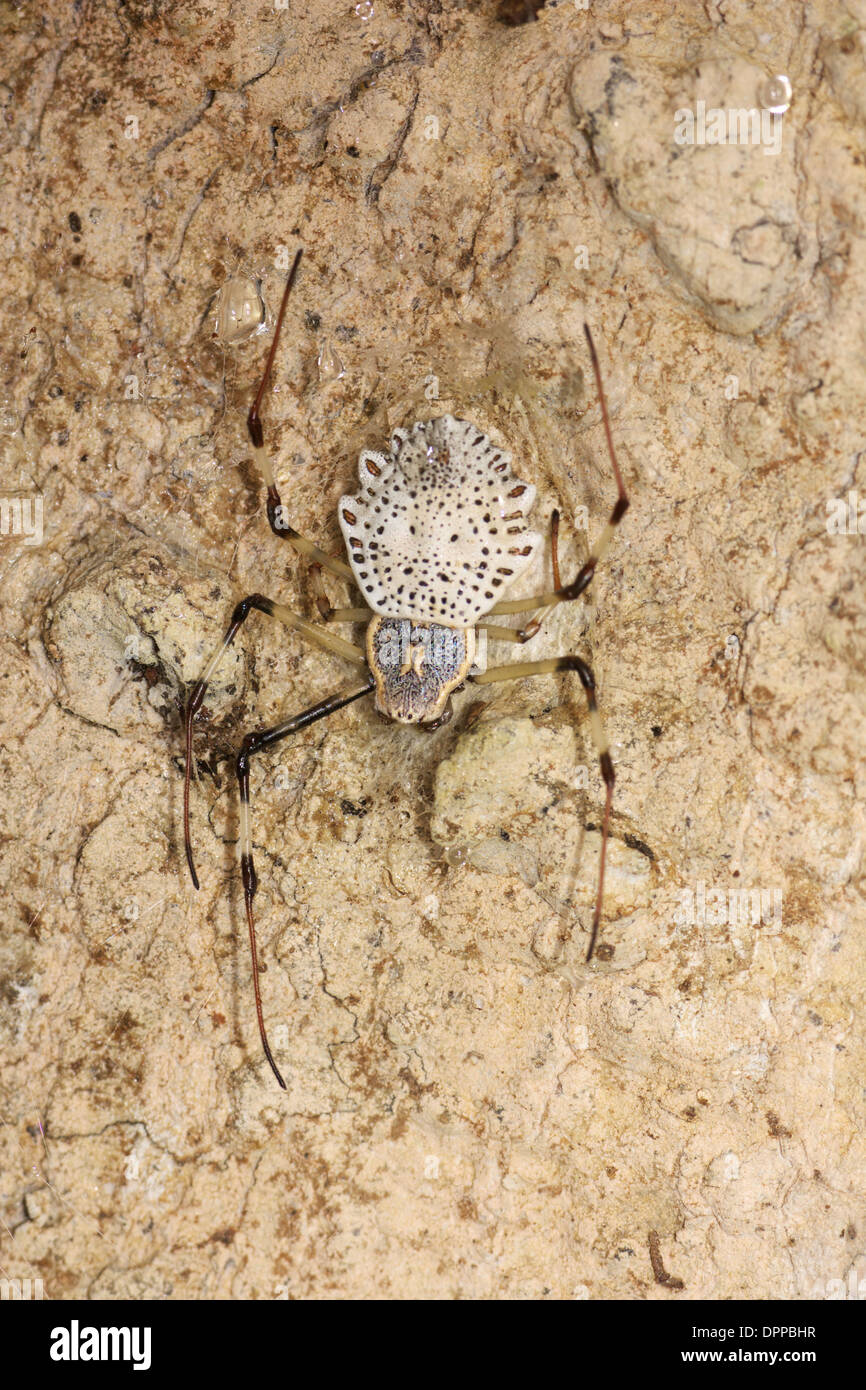 Il Tree-Trunk ornamentali Spider (Herennia ornatissima) AKA ornato orb-weaver spider Kaeng Krachan complesso forestale. Foto Stock