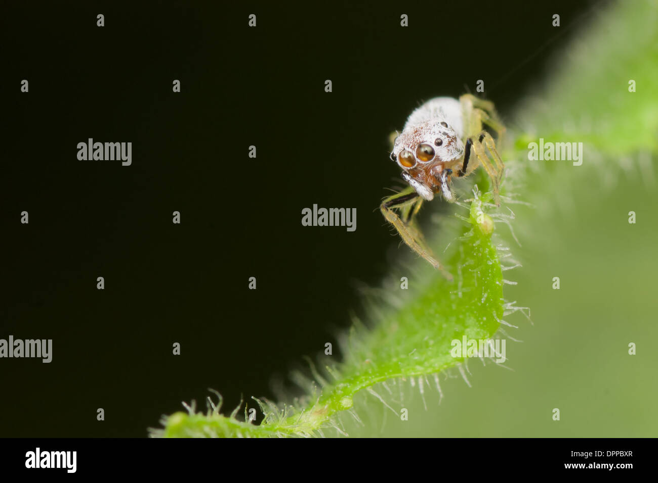 Jumping spider (Salticidae). Foto Stock
