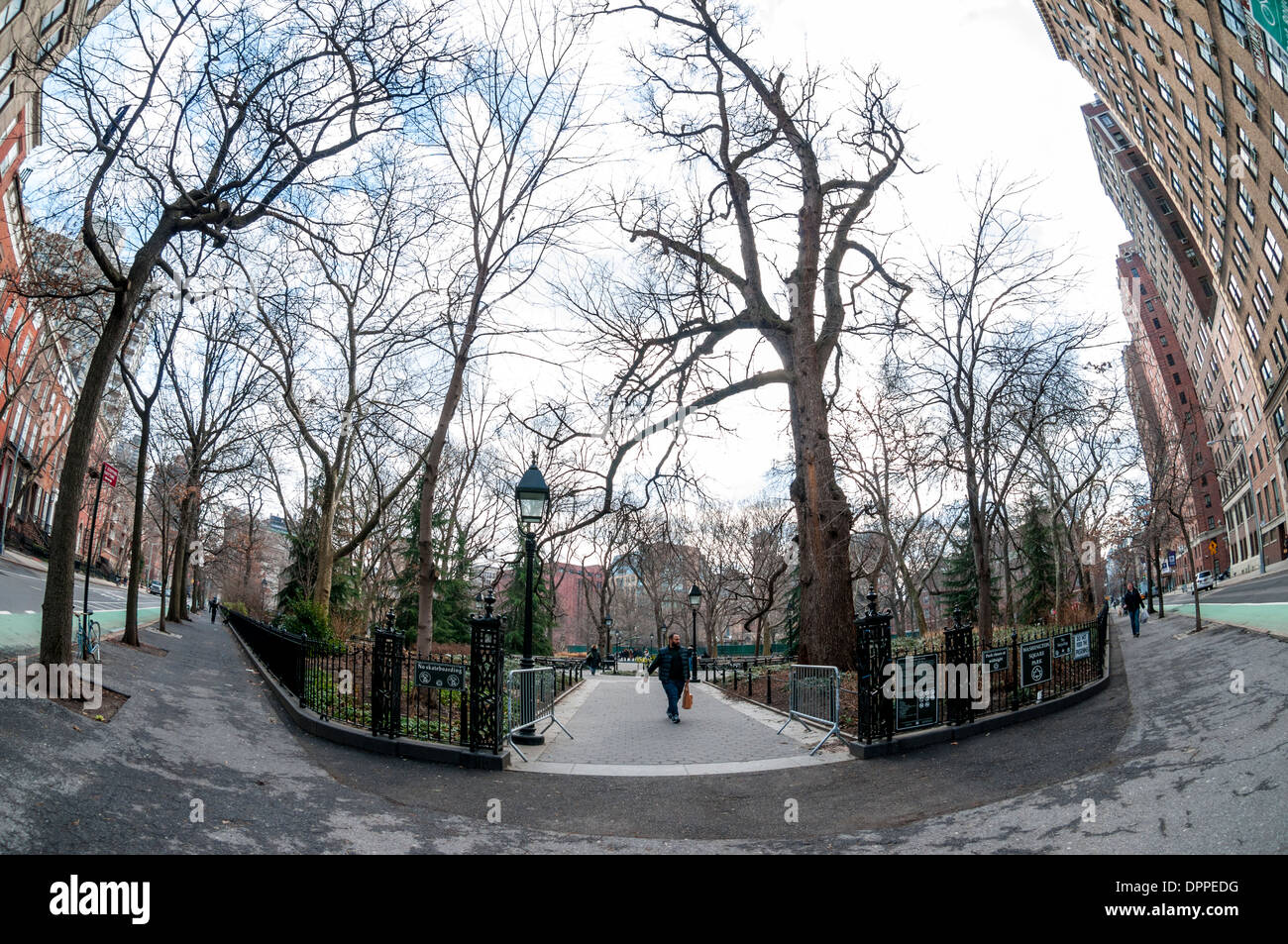 New York, NY - 15 Gennaio 2014 - Hangman di olmo, (centro destra) il più antico albero in Manhattan, sorge a Washington Square Park. Foto Stock