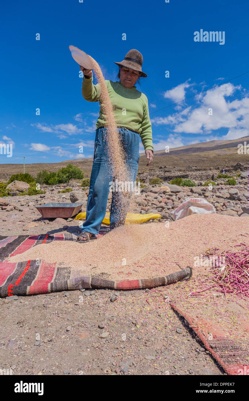 Una donna boliviana agricoltore quinoa elaborazione per rimuovere il rivestimento contenente il bitter-degustazione saponine in un piccolo villaggio. Foto Stock