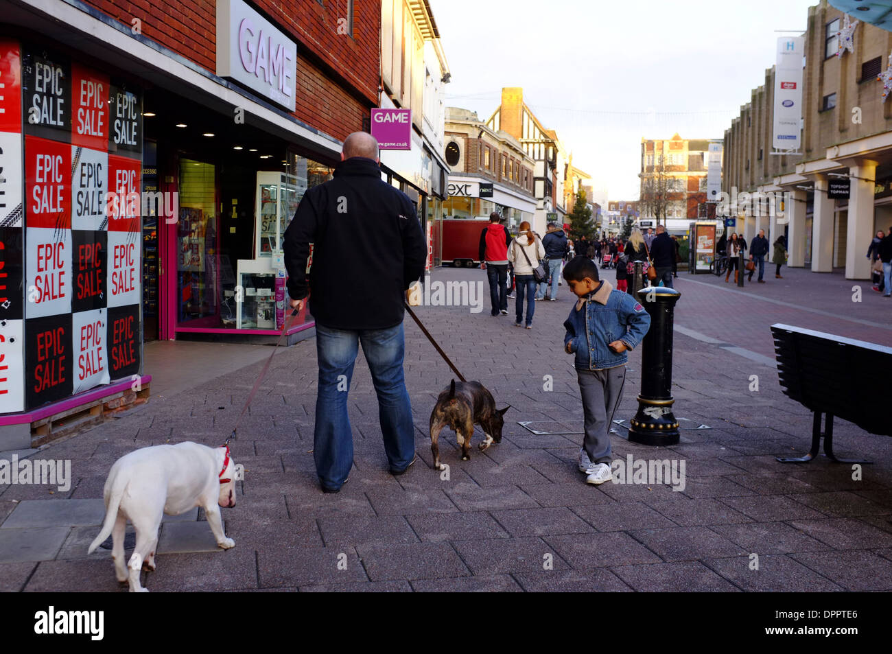 Uomo che cammina due bull terrier i cani in centro città con bambino asiatico camminare guardando i cani, Bedford, Bedfordshire Foto Stock