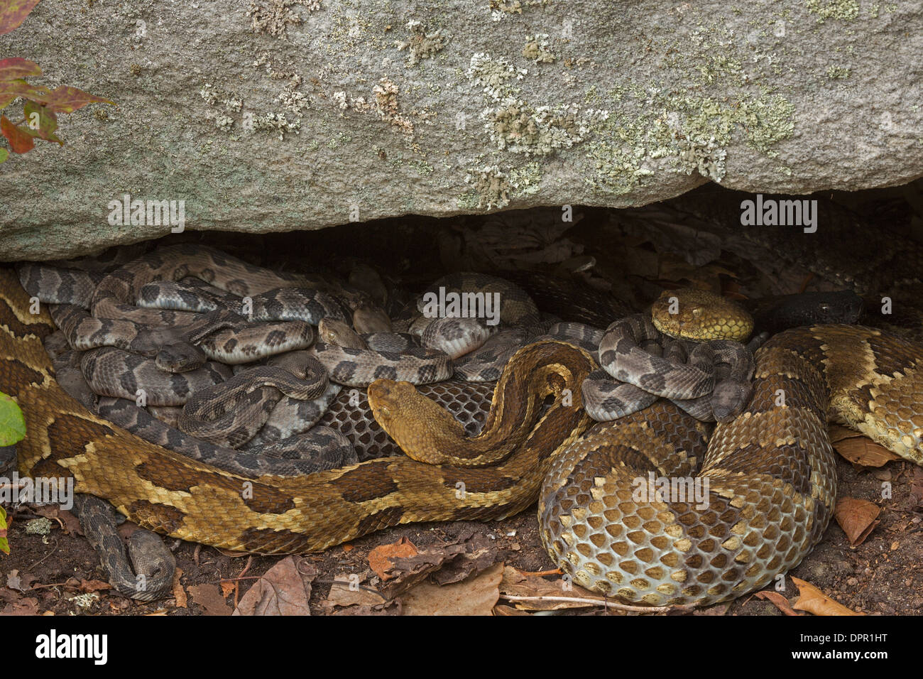 Legname Rattlesnakes, Crotalus horridus, nuovo nato giovane con femmina adulta(s), Pennsylvania Foto Stock