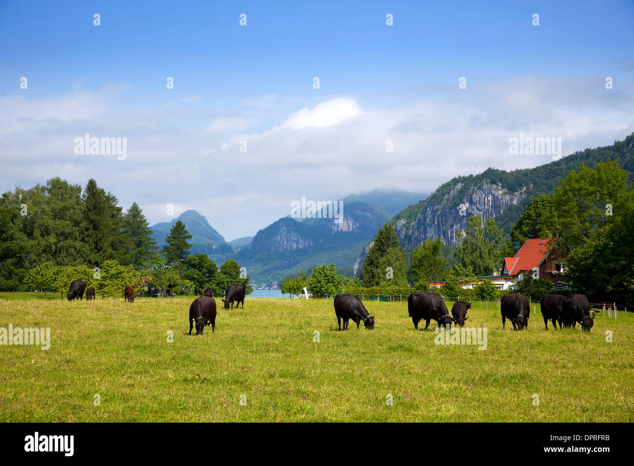 Panorama dalla fattoria intorno al Wolfgangsee Foto Stock