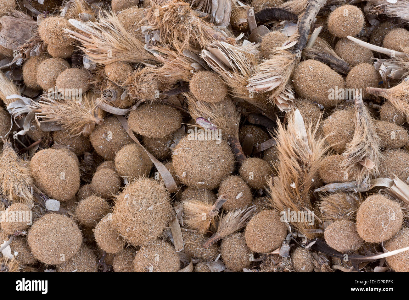 Lavate i rizomi fibrosi (egagropili) di Nettuno erba o tapeweed Mediterranea, Posidonia oceanica, Sardegna Foto Stock