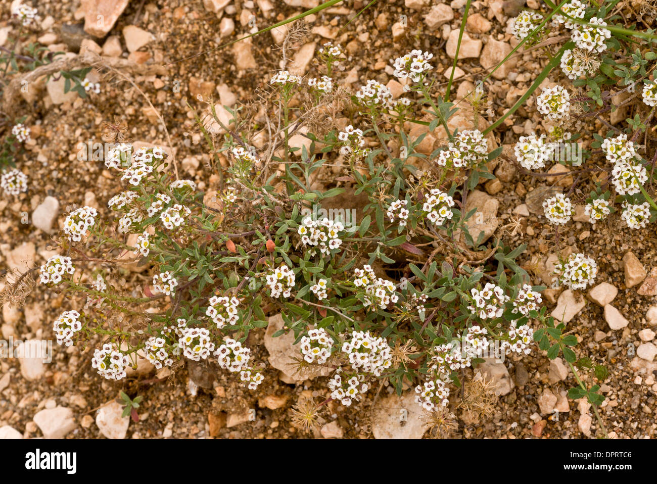 Sweet Alison o dolce Alyssum, Lobularia maritima = Alyssum maritimum su una spiaggia del mediterraneo. Sardegna. Foto Stock