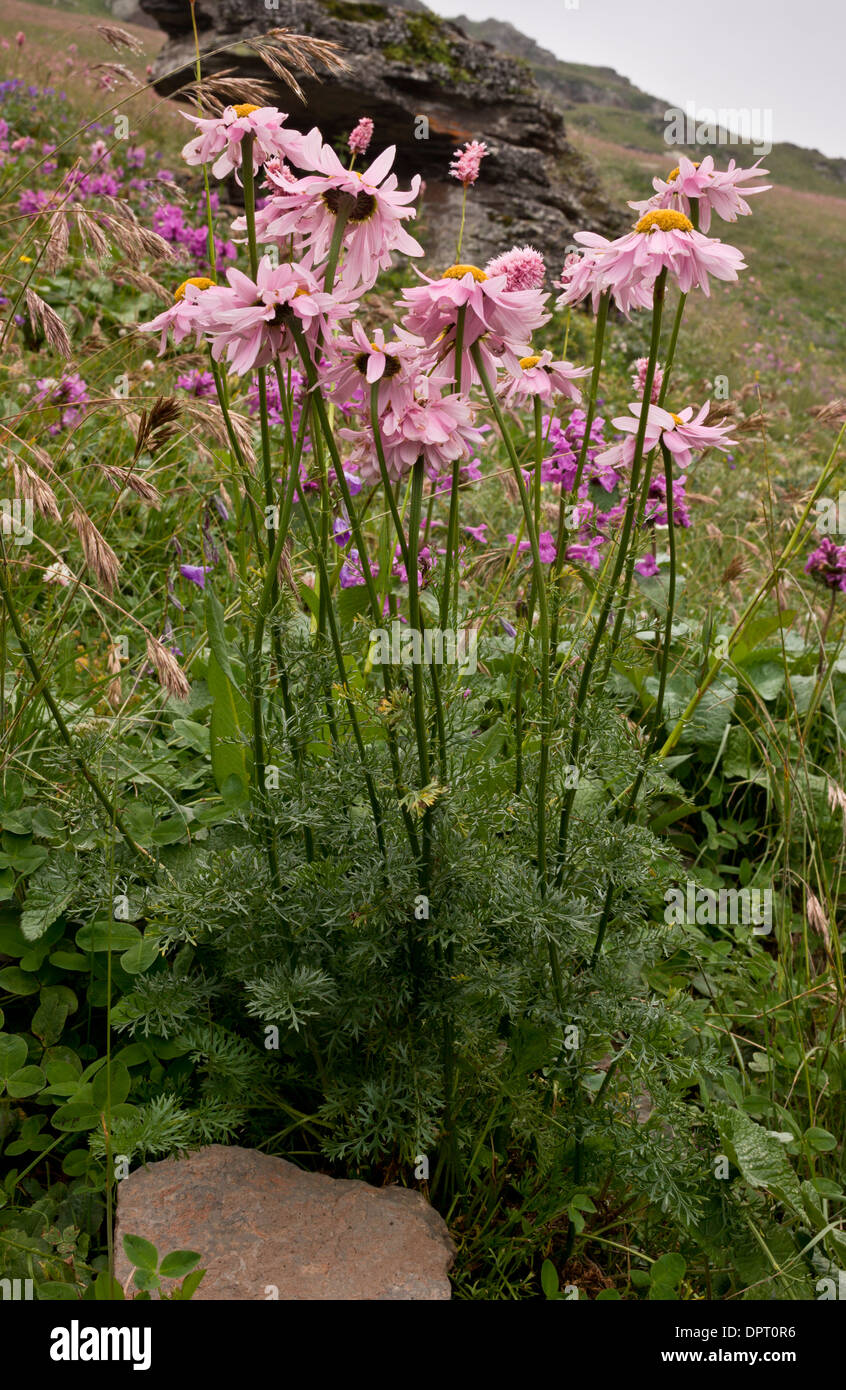 Crisantemo persiano, Tanacetum coccineum ssp. chamaemelifolium = Chrysanthemum coccineum sulla camma Pass, Turchia Foto Stock