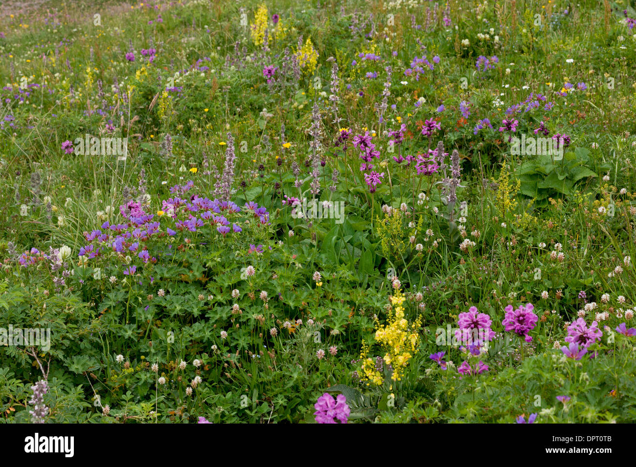 Intensamente fiorito di pascoli alti sulla camma Pass (Cam Gecidi) nel nord-est della Turchia. Foto Stock