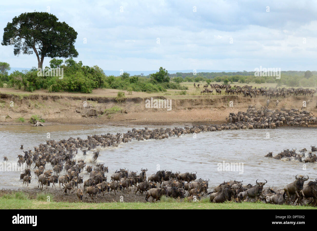 Gnu mandria attraversando il fiume Mara. Foto Stock
