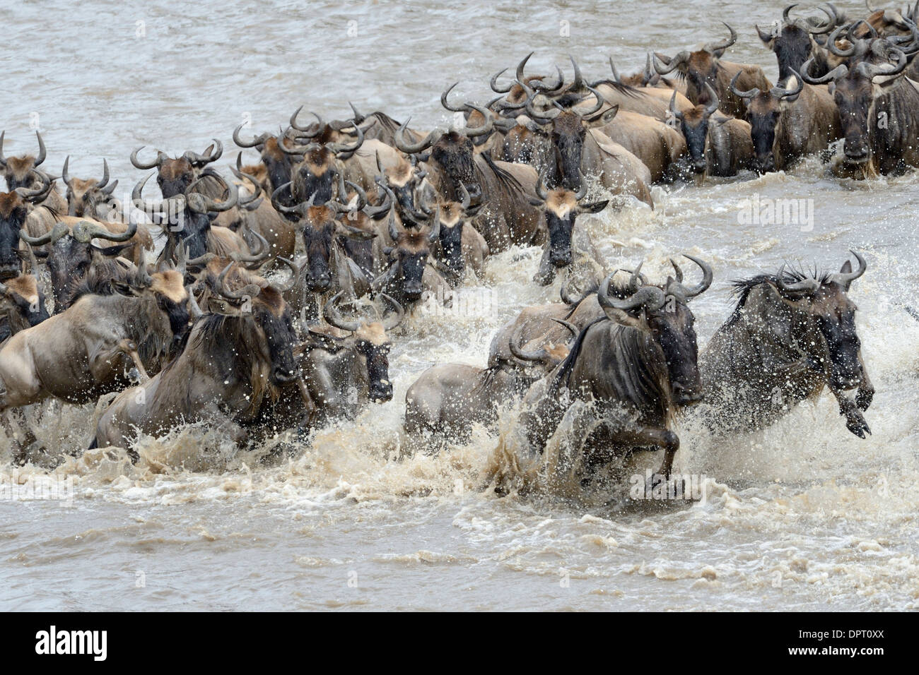 Gnu attraversando il fiume Mara. Foto Stock