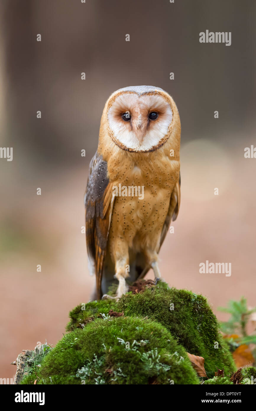 Comune di Barbagianni Tyto alba Schleiereule Foto Stock