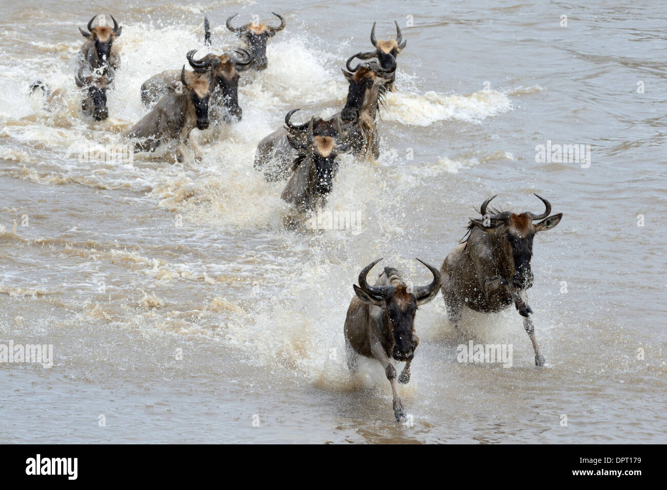 Gnu in esecuzione attraverso acqua durante l attraversamento del fiume di Mara. Foto Stock
