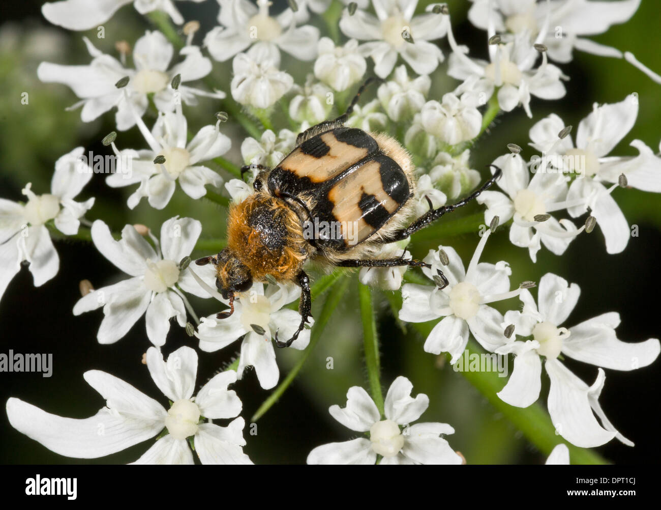 Bee scarabeo o Bee Chafer, Trichius fasciatus alimentazione su umbellifer. Foto Stock