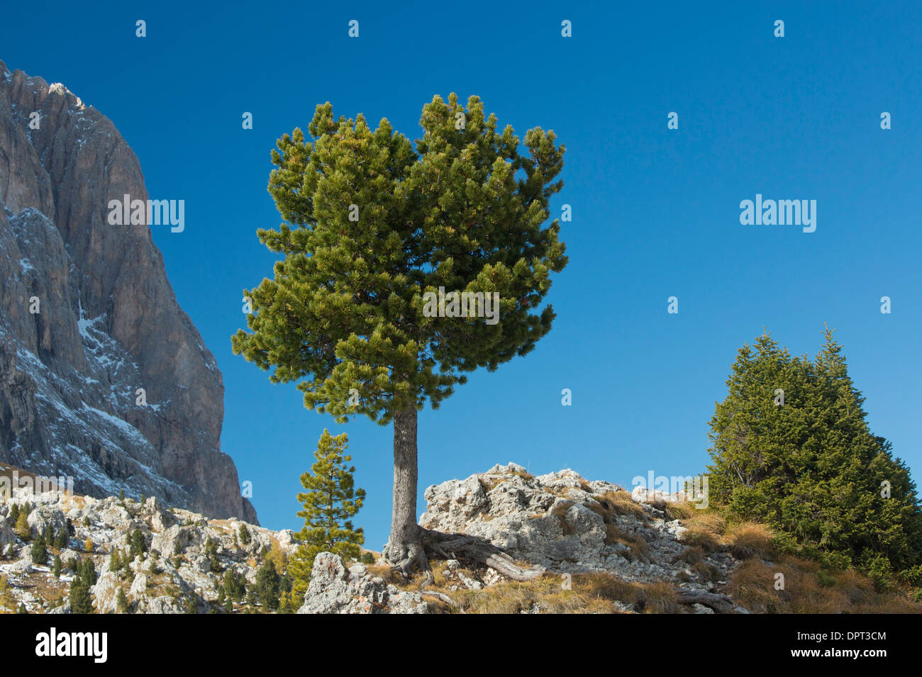 Pino cembro, Pino cembro, Arolla pine, Pinus cembra, Dolomiti, Italia del nord. Foto Stock