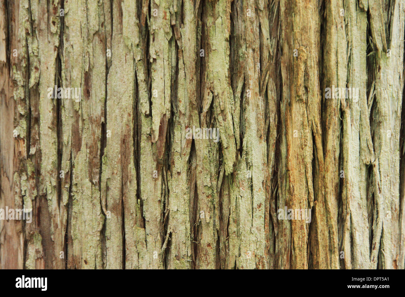 Corteccia di molto vecchio pino (Portogallo) Foto Stock