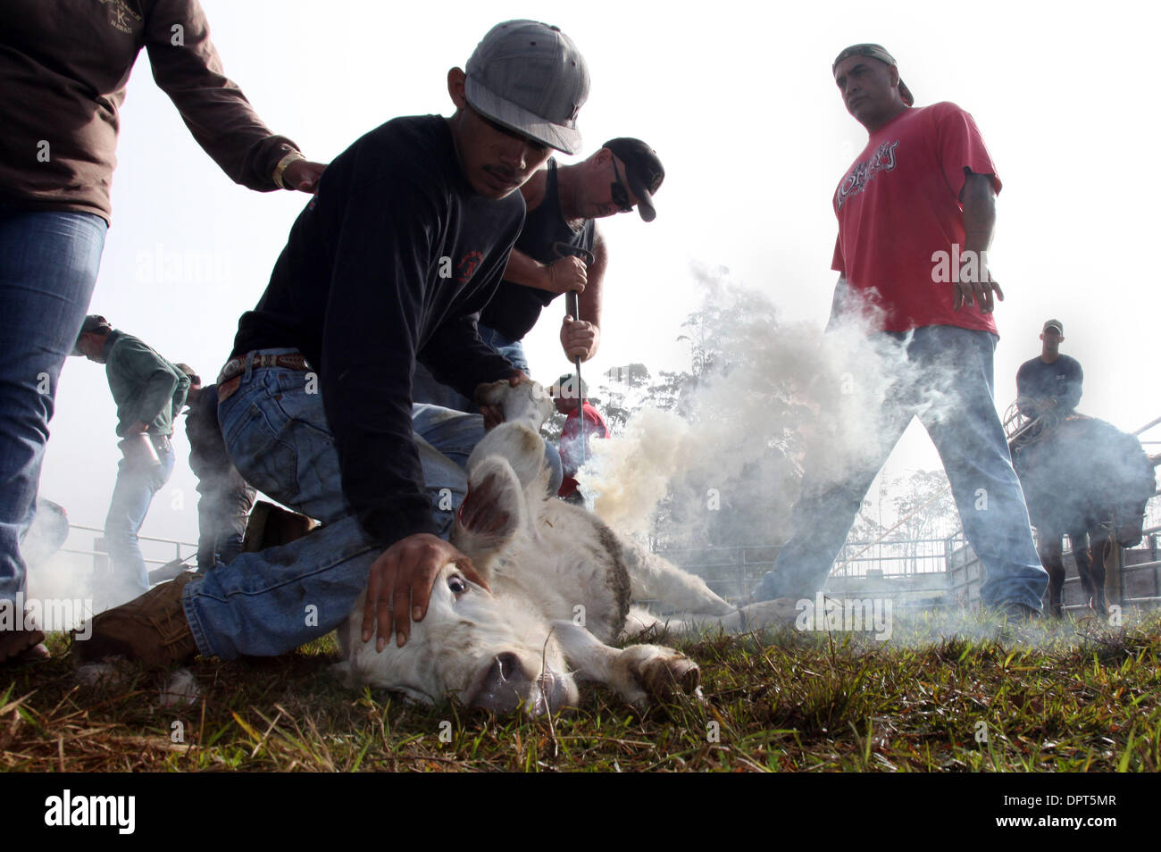 Feb 01, 2009 - Waimea, Hawaii, Stati Uniti - Brandings richiedono un sacco di manodopera in modo che la comunità paniolo arriva insieme durante la stagione di branding. Mentre il cowboy fanno la maggior parte del separatore e di roping, i familiari e gli amici del volontariato per i meno esperti lavorano come tenendo premuto un vitello o spruzzatura di iodio su di esso una volta che è stato castrato. "Tutti sanno qual è il loro ruolo è,' afferma Goddf Foto Stock