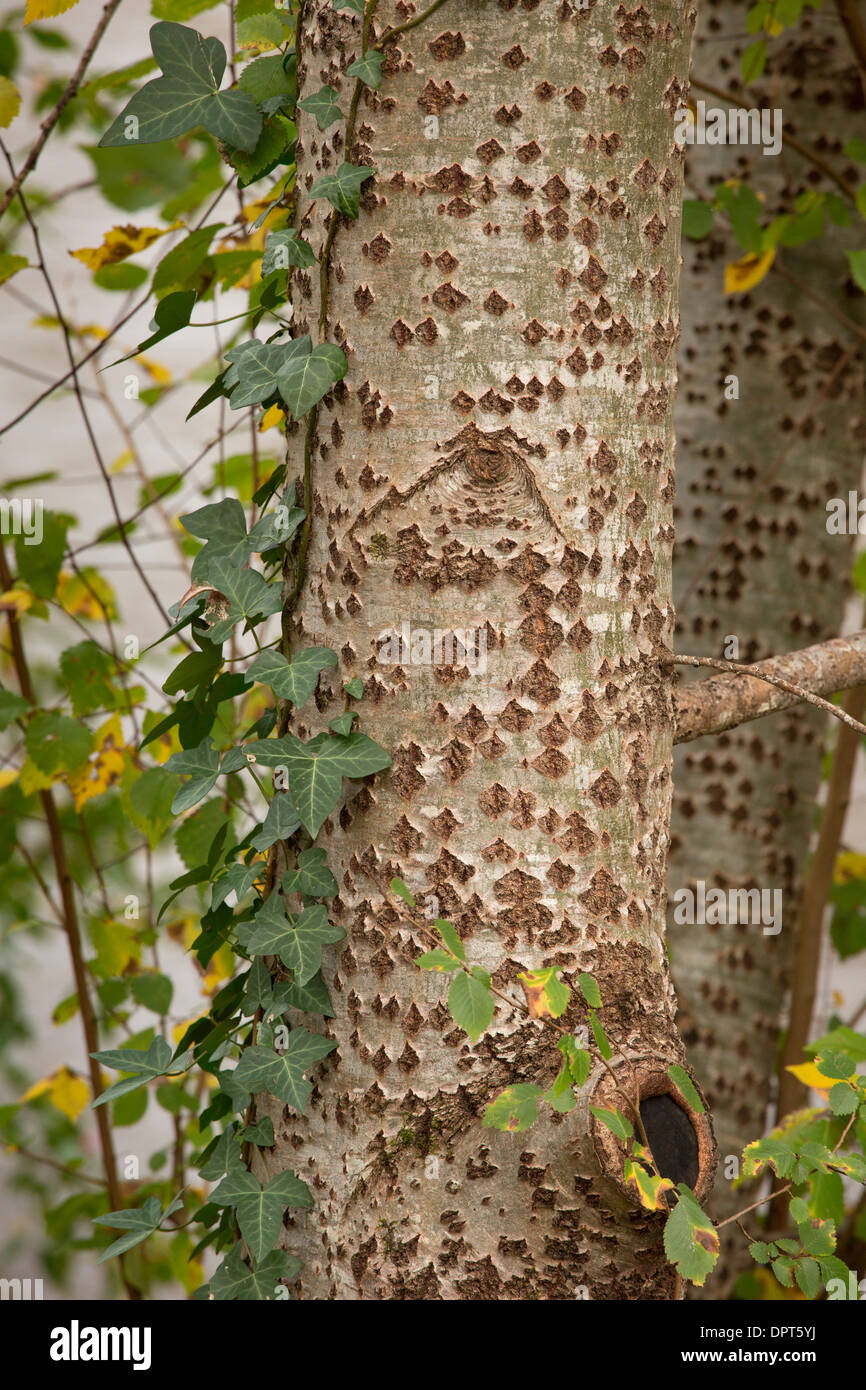Tronco e corteccia di pioppo bianco Populus alba Foto Stock