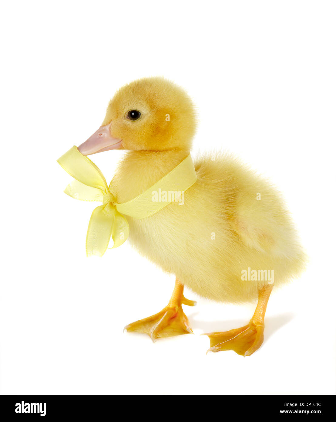 4 giorni Pasqua anatroccolo con un piccolo arco di colore giallo Foto Stock