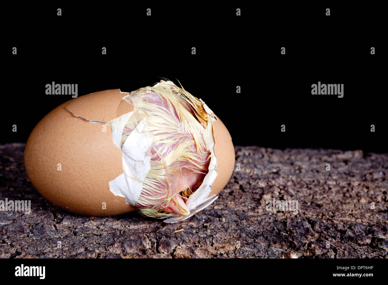 Pulcino di bambino fuori di cova di un uovo marrone Foto Stock