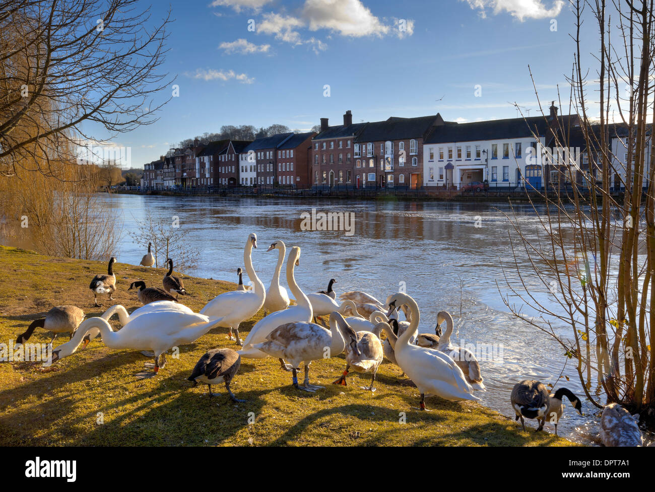 Cigni e oche sulla banca del fiume Severn, Bewdley, Worcestershire, Inghilterra. Foto Stock
