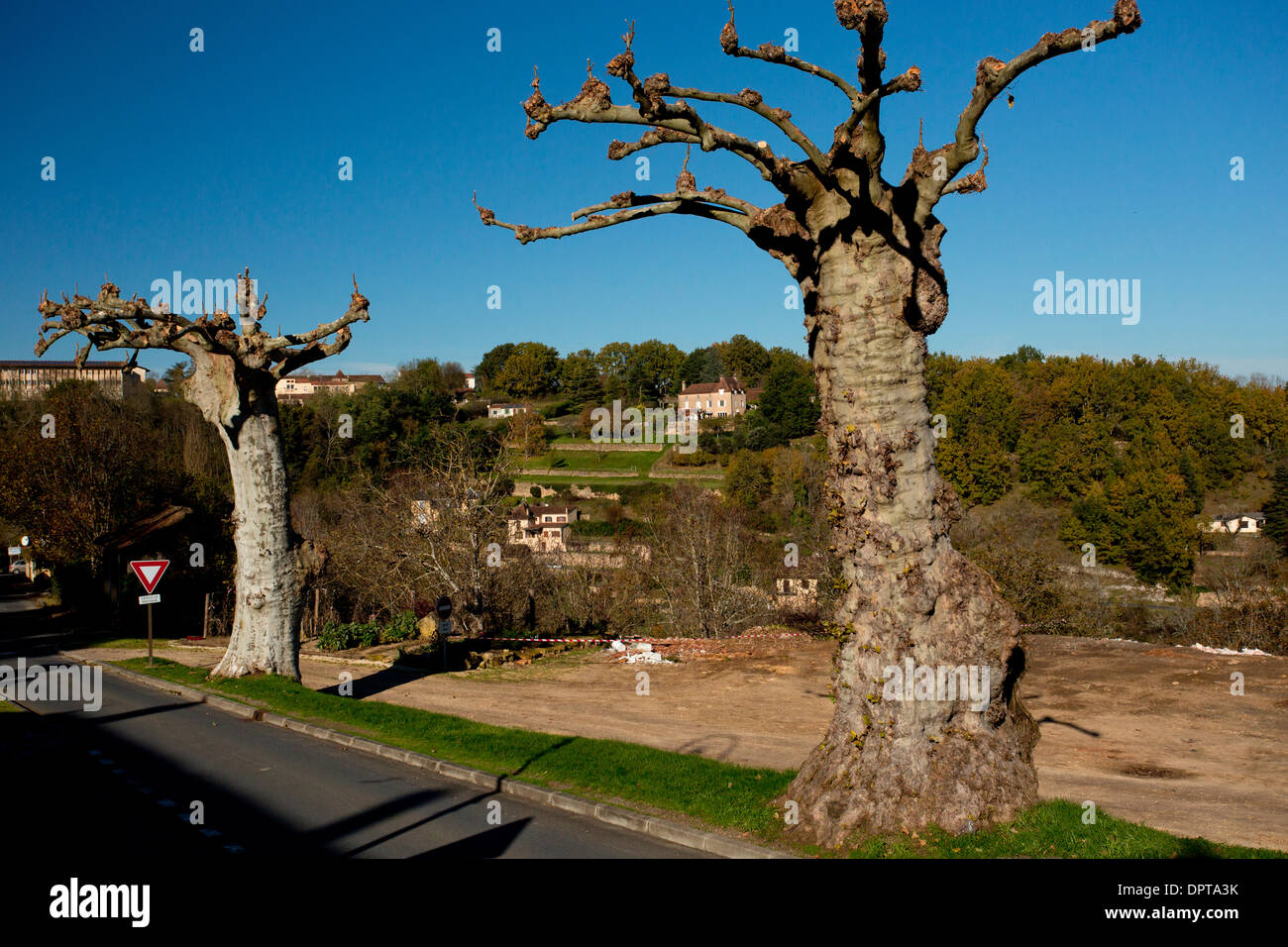 Pollarded vecchia Londra Platani, Platanus x hispanica, Dordogne, Francia. Foto Stock